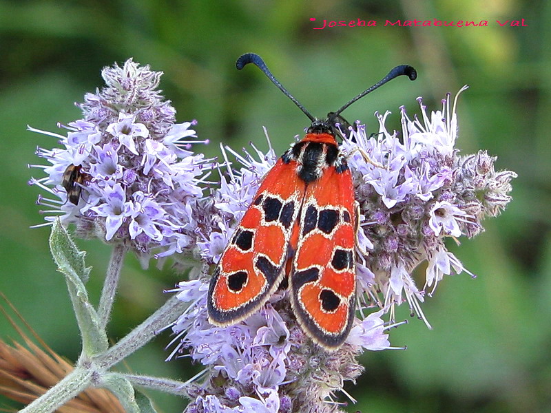 Zygaena fausta - Zygaenidae